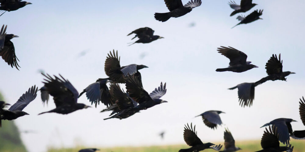 Corvidés corneilles corbeaux s'envolant d'un champ.
