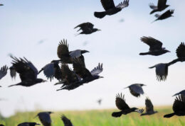 Corvidés corneilles corbeaux s'envolant d'un champ.