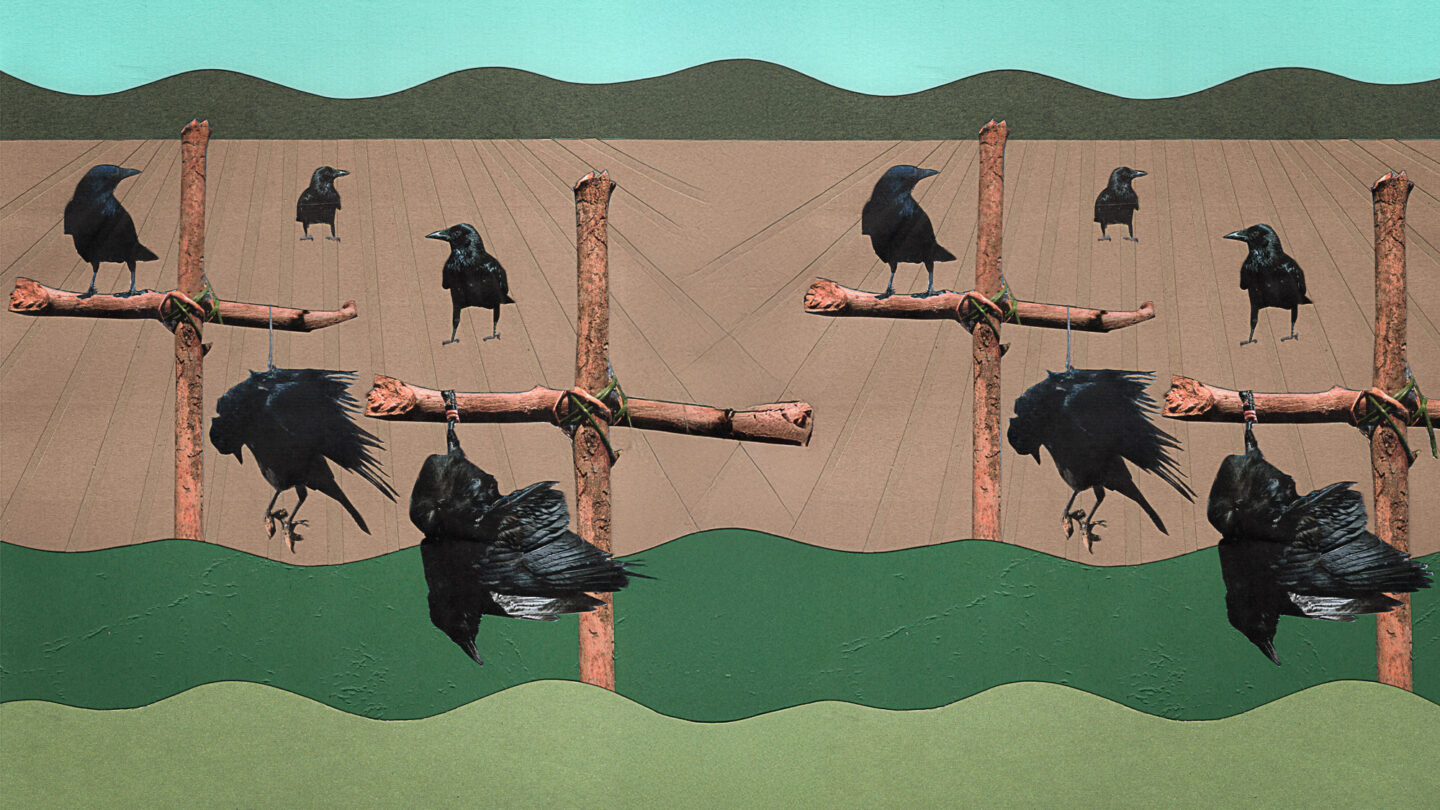 Corvidés