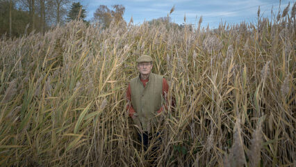 Roland de Ghellinck, agriculteur, pose au milieu de joncs.