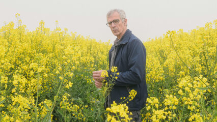 L'agriculteur Jacques Anciaux (Héron) dans un champs de colza.