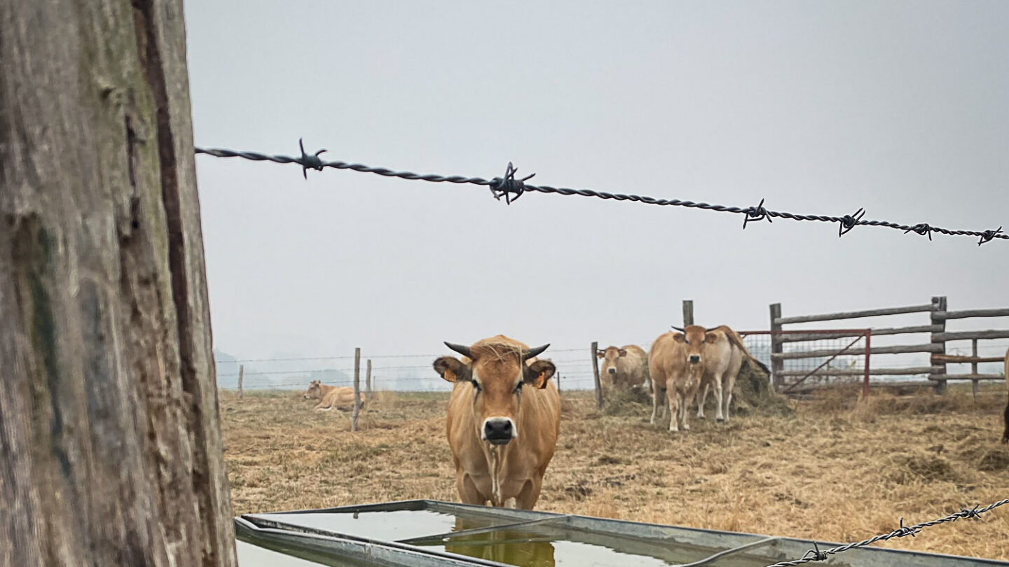 Face au dérèglement climatique, les aides et assurances ne suffisent pas