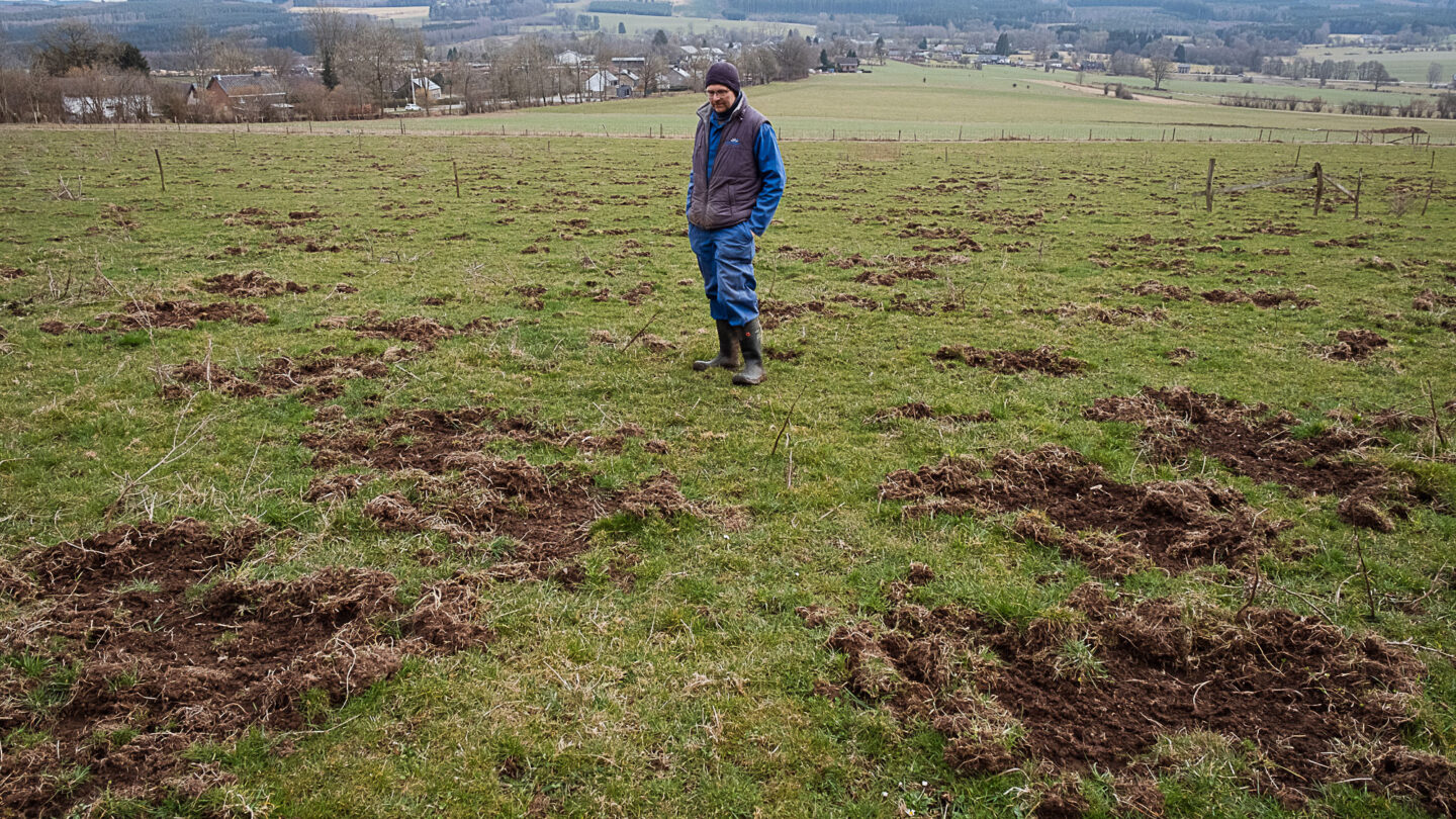 Nicolas André au milieu de ses prairies parsemées de trous. © Jeanne Fourneau