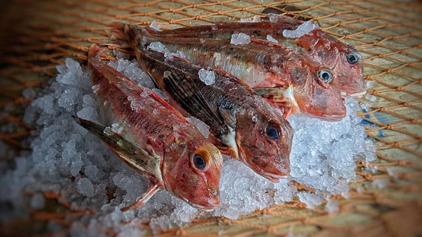 Des grondins récemment pêchés sont posés sur de la glace.