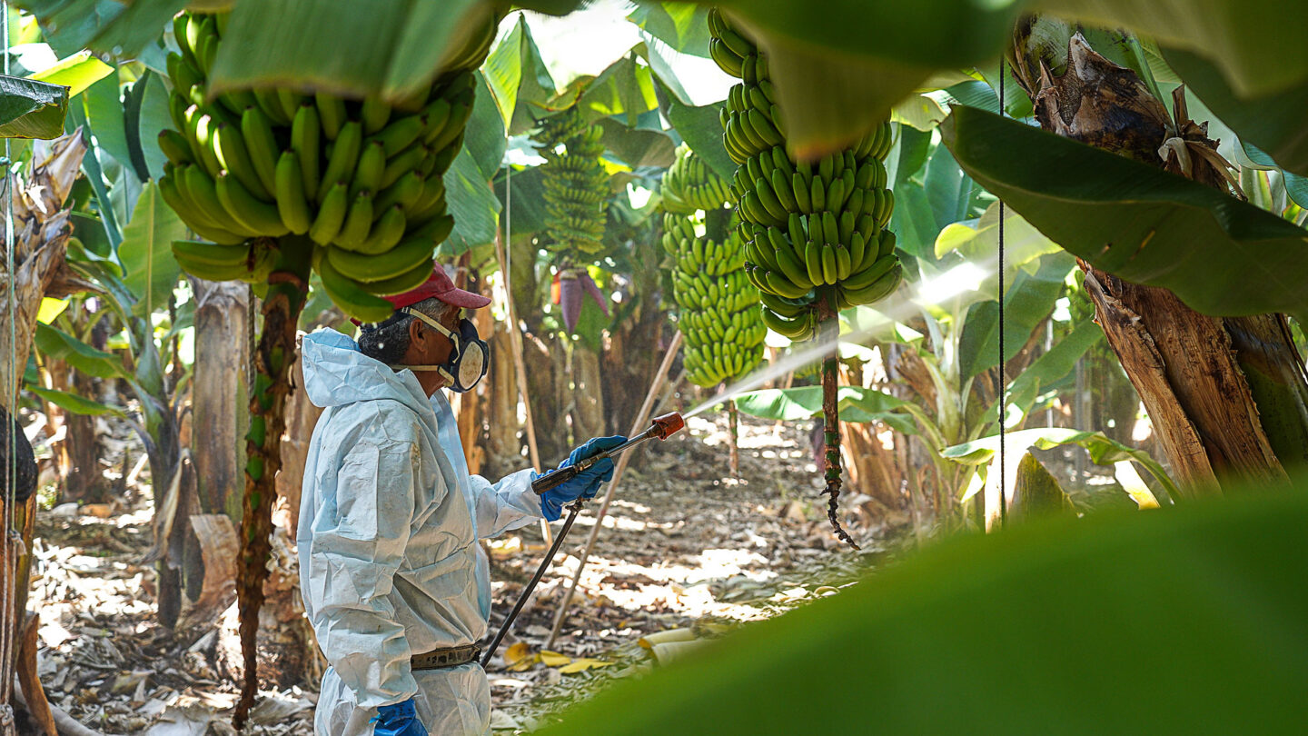 Un agriculteur est en train d'appliquer un traitement sur des bananes.