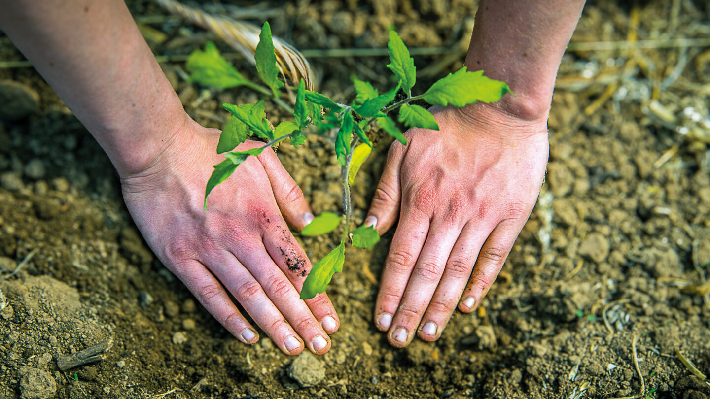 Deux mains dans la terre, en train de planter un plan de tomates.