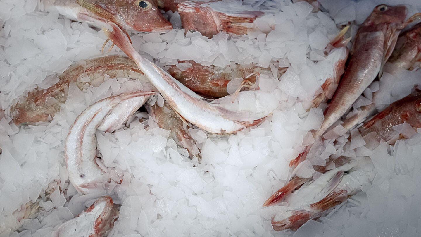 Des poissons fraichement pêchés sont entreposés sur de la glace.