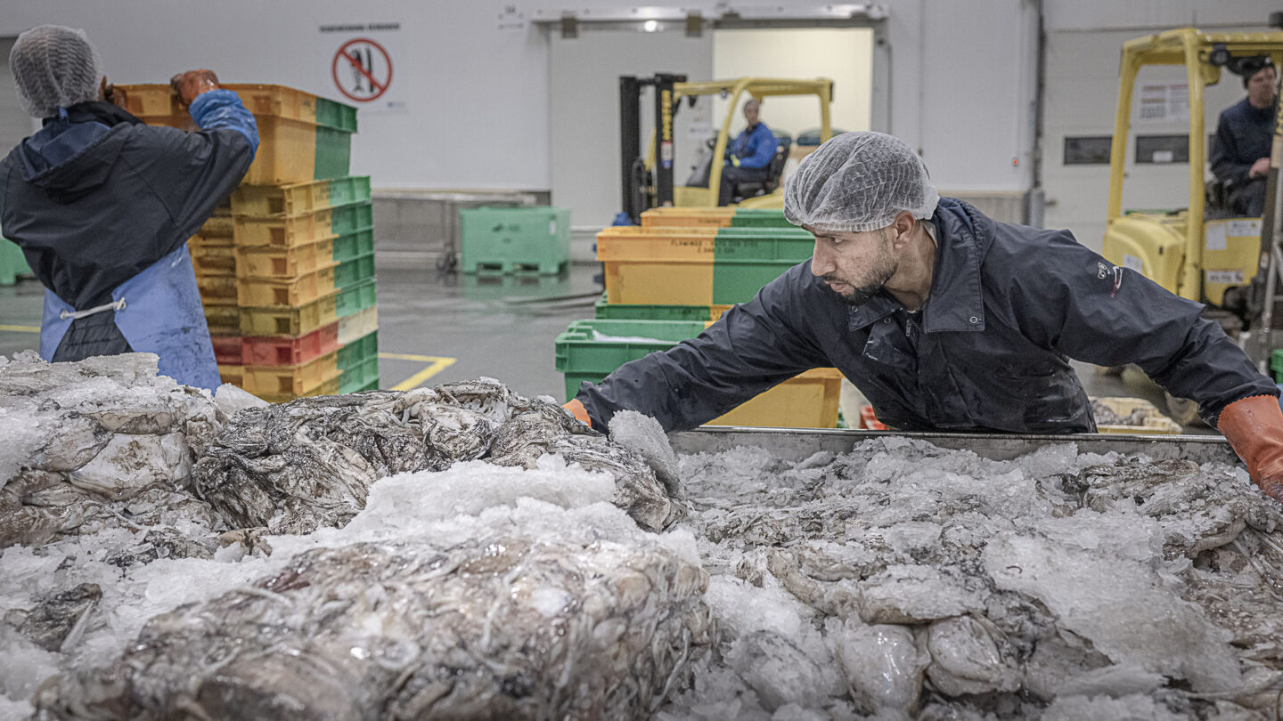 Un ouvrier de la Vlaamse Visveiling trie des calamars.