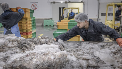 Un ouvrier de la Vlaamse Visveiling trie des calamars.