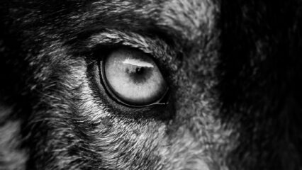 Gros plan sur l'oeil d'un loup.