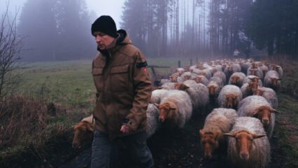 L'éleveur Stijn Vandyck marche avec ses moutons.