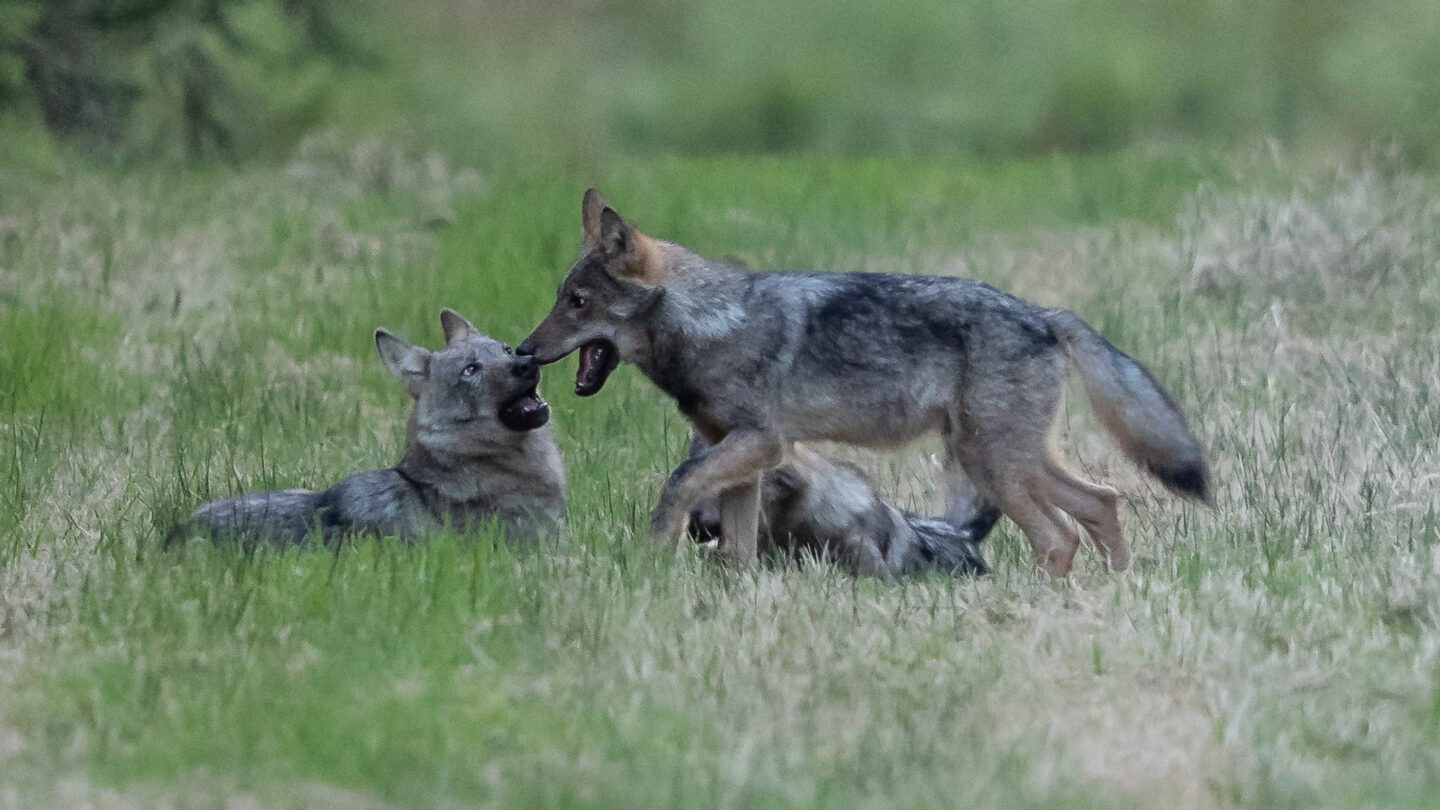 Trois loups interagissent.