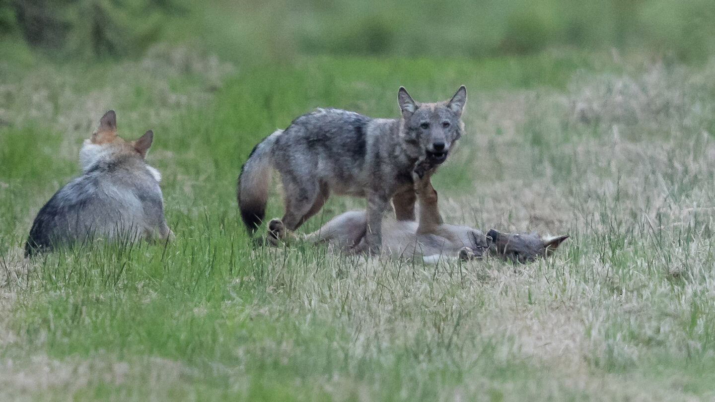 Ne pas hurler avec les loups