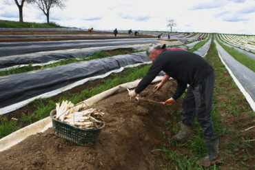 Travailleurs saisonniers agricoles