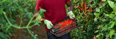 Sans papier, travailleurs saisonniers agricoles