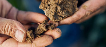 Agriculture de conservation des sols