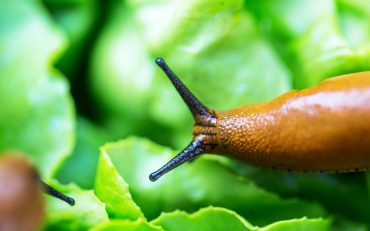 Limaces agro écologie