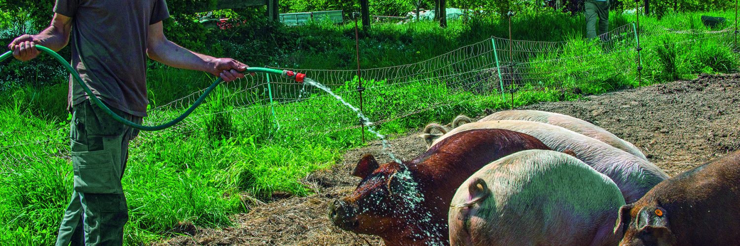 Agriculture sociale