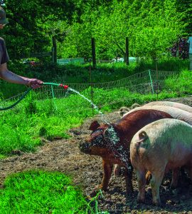 Agriculture sociale