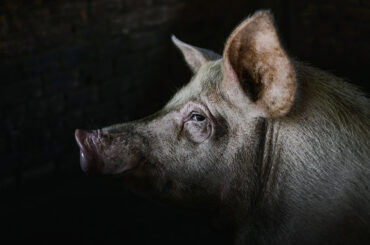 Belgian Pork group