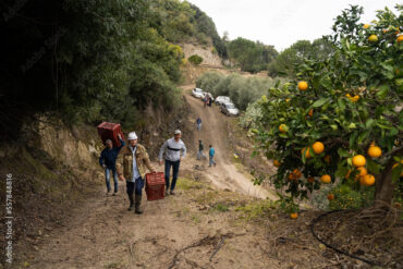 Oranges climat