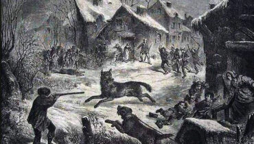 Loup Wallonie