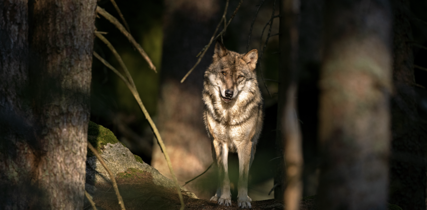 Loup